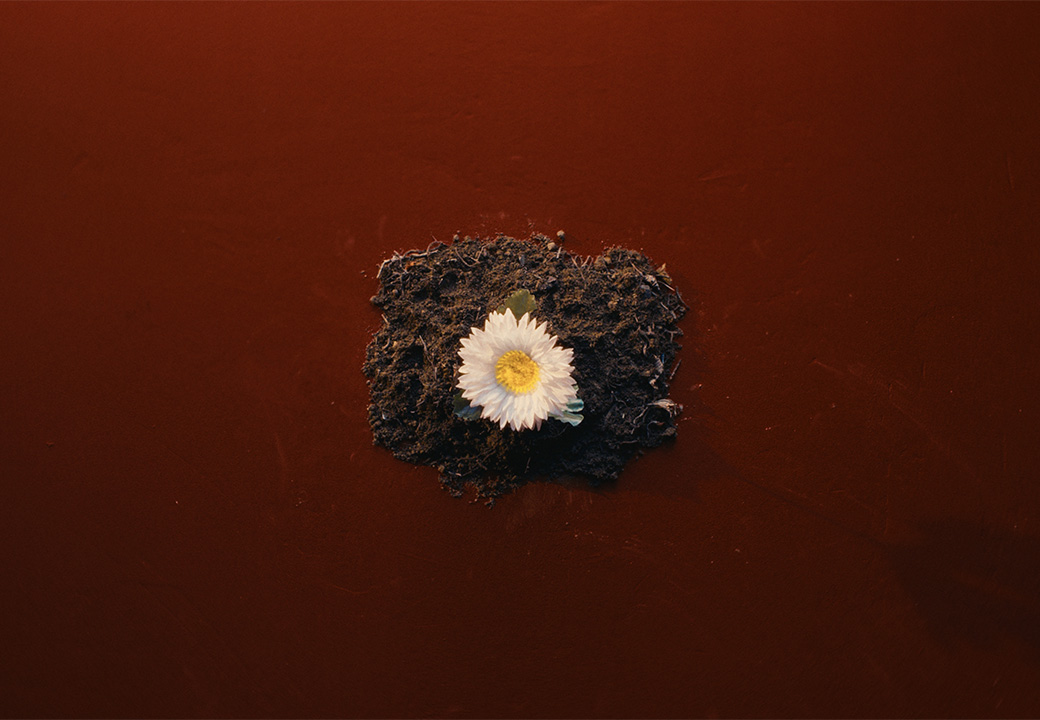 Una margherita bianca spunta da un piccolo cumulo di terra